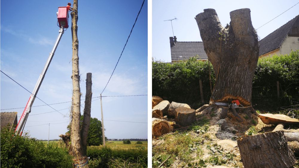 Abattage d'arbres à Saint-Lô.jpg