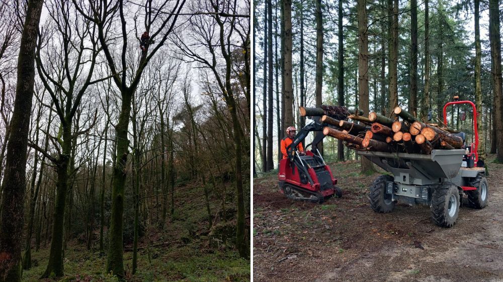 Saint-Lô - Élagage et abattage d’arbres à Mortain (50).jpg